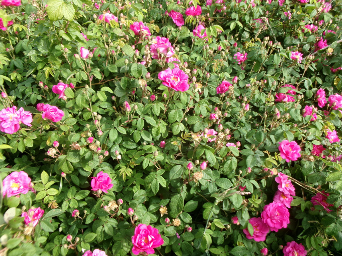 Plantes médicinales pour tisanes - Vincent Llado