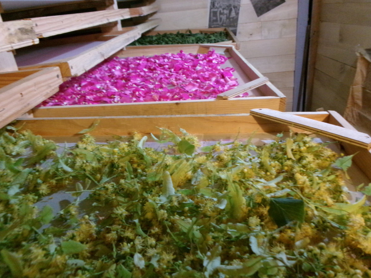 Plantes médicinales pour tisanes - Vincent Llado