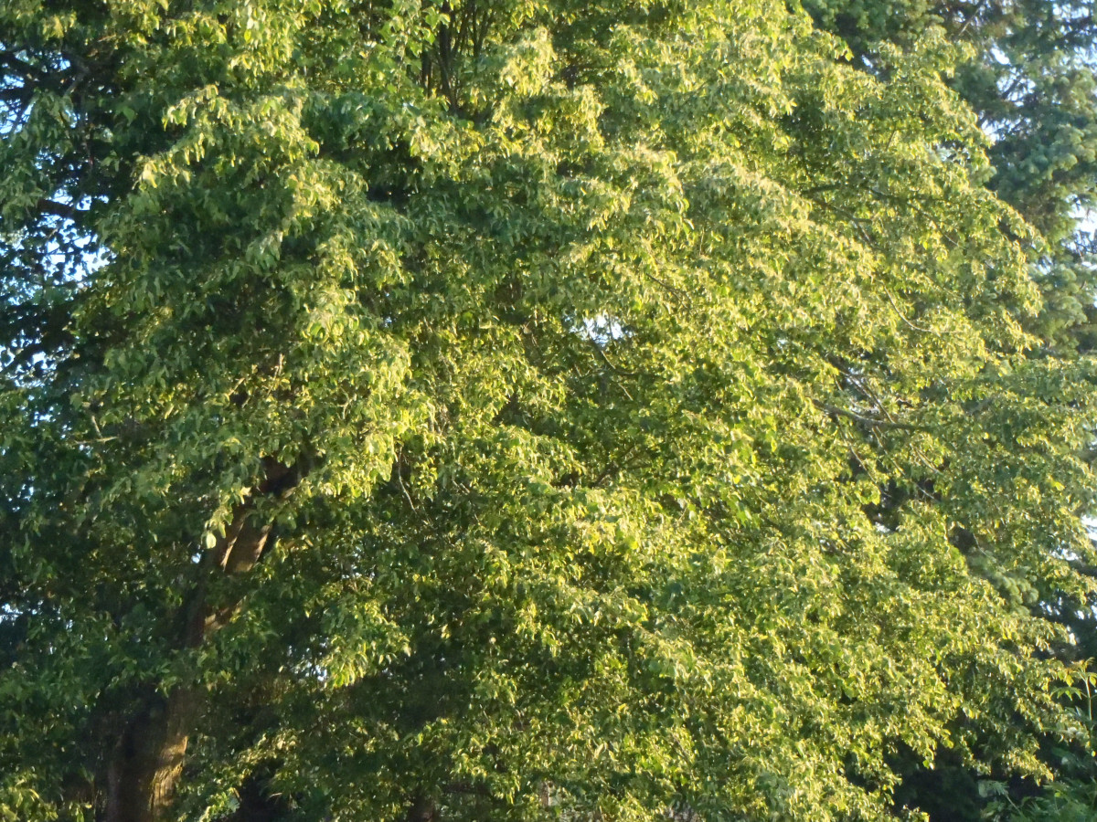 Plantes médicinales - Vincent Llado